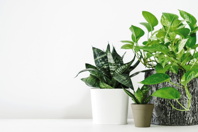 idrocoltura, idroponica, idrocoltura come fare, come coltivare idrocoltura