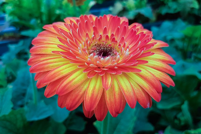 gerbera