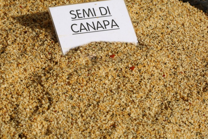 semi di canapa