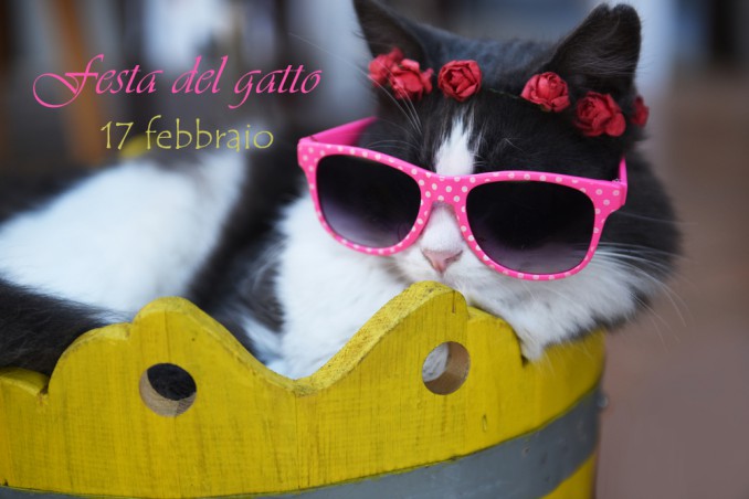 festa del gatto immagini, gatto immagini divertenti, giornata del gatto
