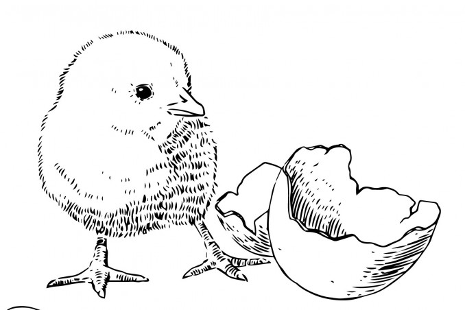 sagoma pulcino pasquale, sagoma pulcino pasqua, lavoretti pasqua