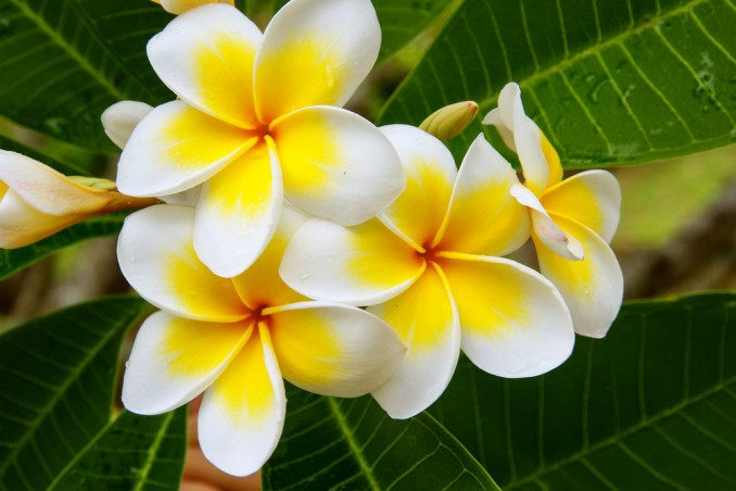 coltivare plumeria, coltivare frangipane, coltivare pomelia