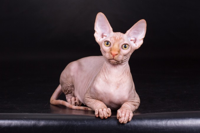 gatto sphynx, gatto senza pelo