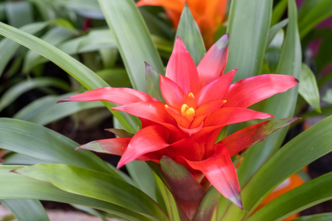 coltivare guzmania, guzmania cura, guzmania mantenimento