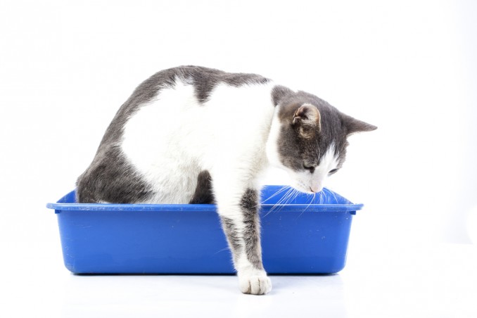 come togliere odore pipì gatto pavimento, togliere odore pipì gatto