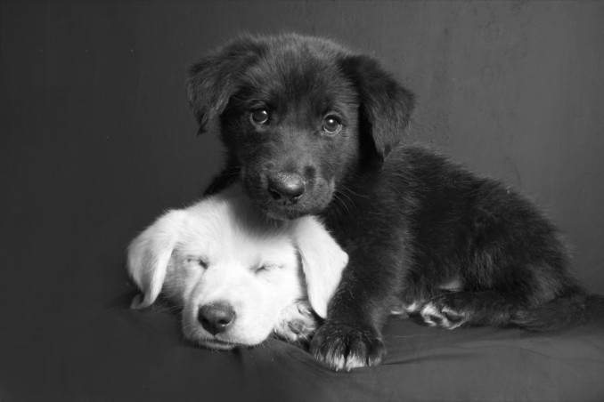 sognare, cane bianco o nero, interpretazione sogno