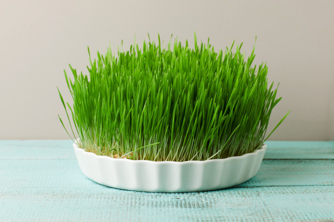 come fare sepolcri pasquali, come fare sepolcri pasqua, sepolcri pasquali grano, sepolcri pasquali lenticchie