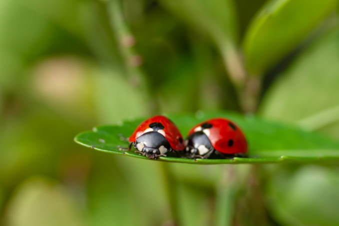 coccinelle