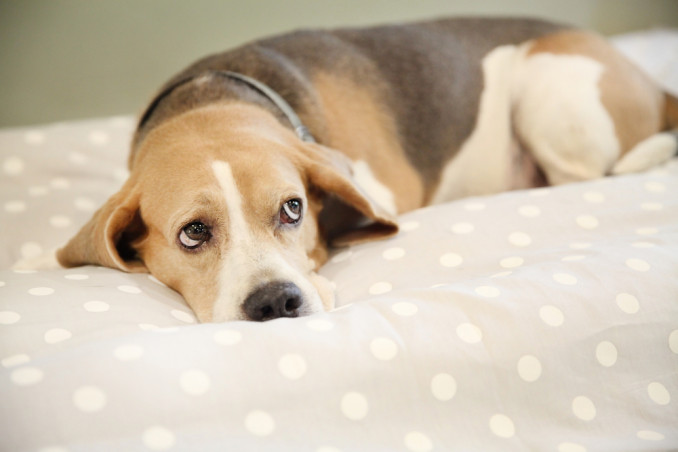 cane geloso consigli