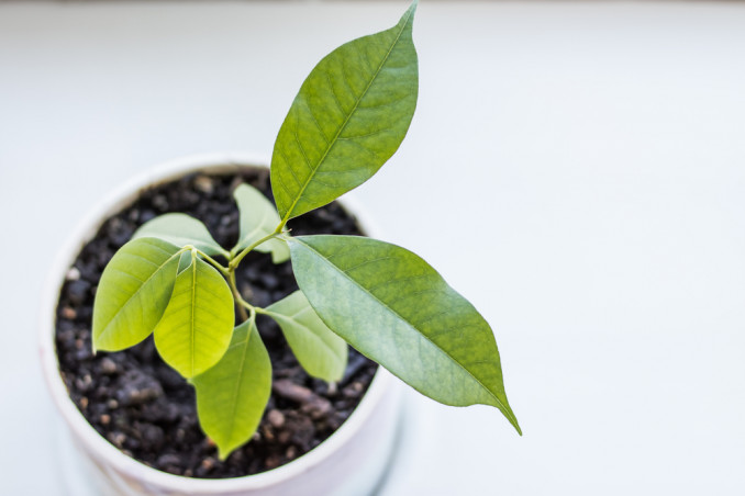 coltivare litchis vaso, come coltivare litchi