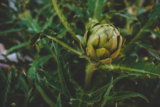 Come coltivare i carciofi in vaso sul balcone