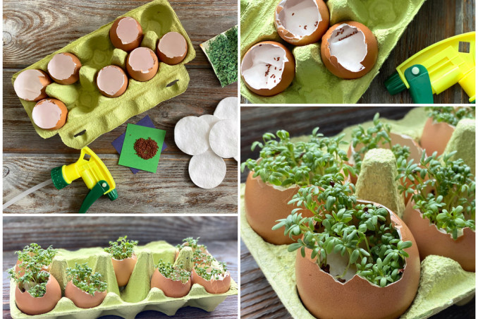 piantine uova come seminare, piantine uova 