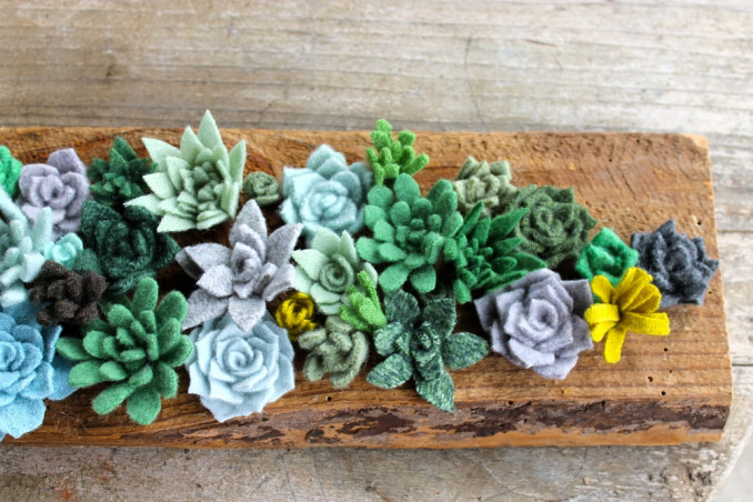 piante grasse feltro