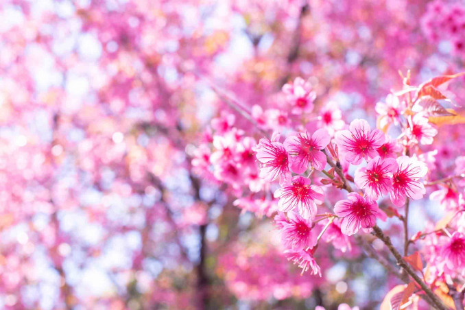 Frasi sulla primavera