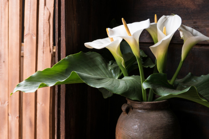 come coltivare calle, coltivazione calle