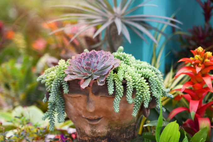 come sistemare piante grasse casa, come esporre piante grasse