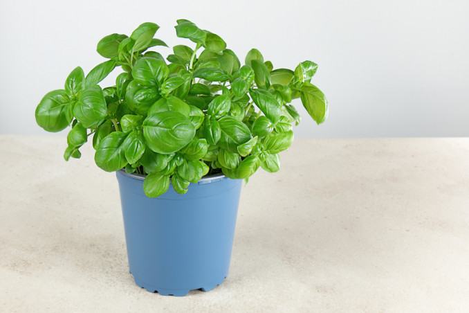 come coltivare basilico vaso, come coltivare basilico
