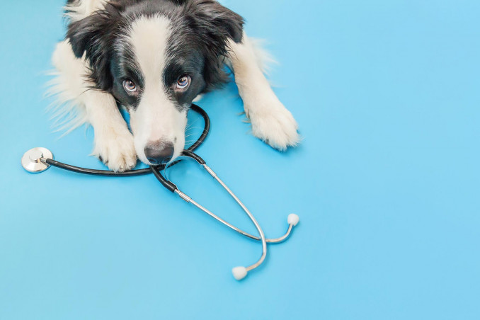 Ricetta elettronica veterinaria