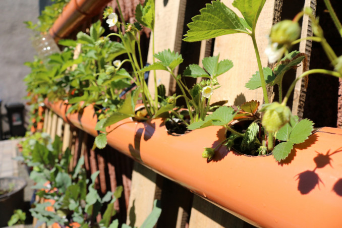 come coltivare fragole tubo orizzontale, come coltivare fragole 