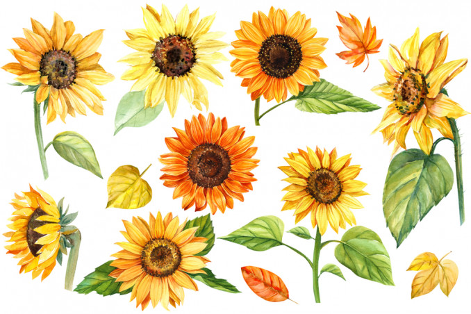 girasoli decoupage da stampare gratis, girasoli da stampare