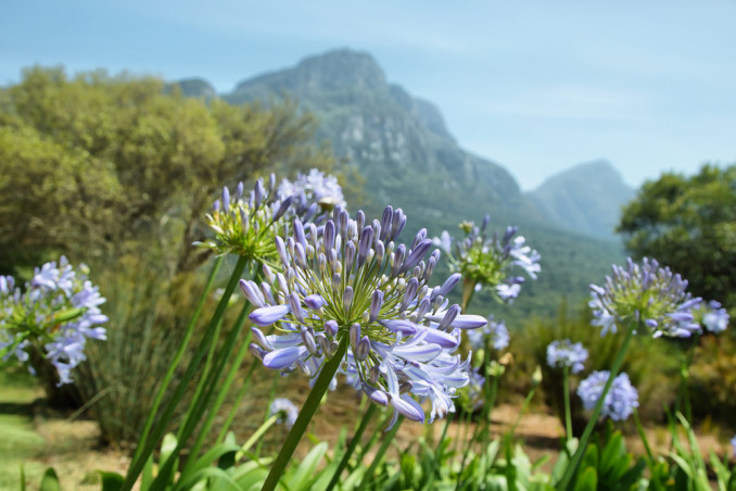 come coltivare agapanto, come coltivare agapanthus
