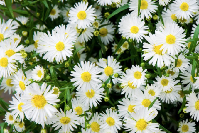 esperimento colore fiori