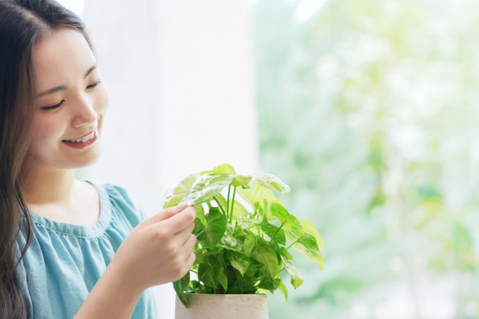 come capire se innaffiare, come capire se annaffiare, come sapere se le piante hanno bisogno di acqua